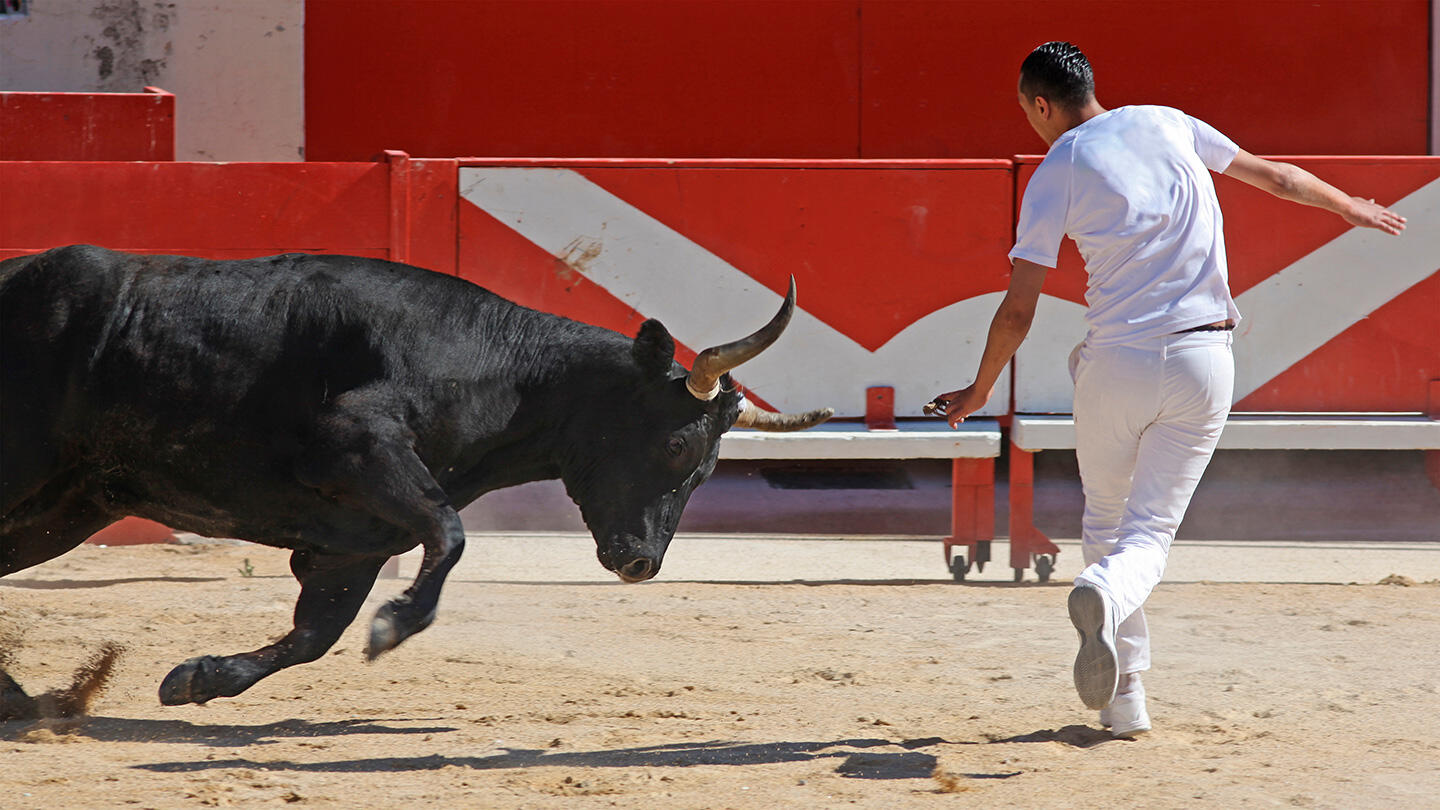 Un raseteur con indumentaria blanca esquivando un toro negro durante la carrera camarguesa, evento destacado en la Feria de Pentecostés en Nîmes, ante la mirada cautivada de los espectadores.